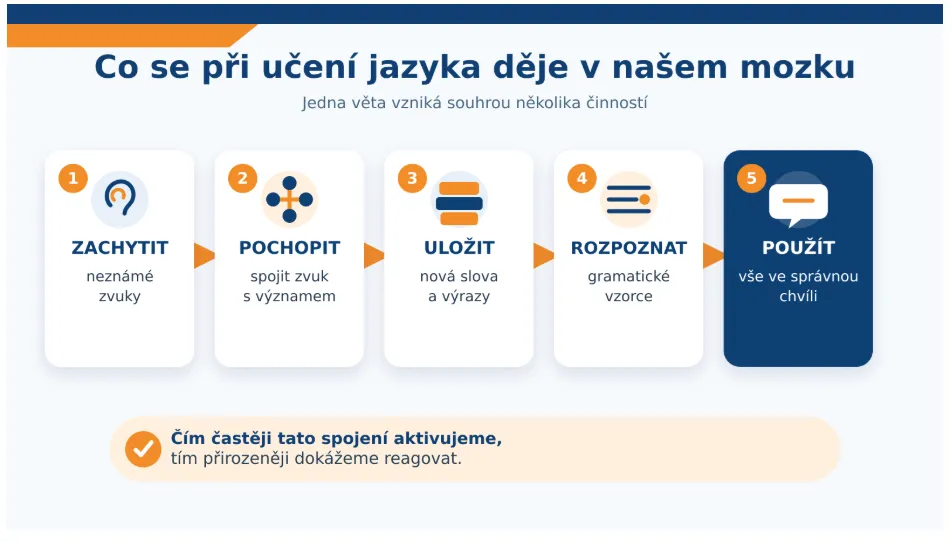 Co se při učení jazyka děje v našem mozku
