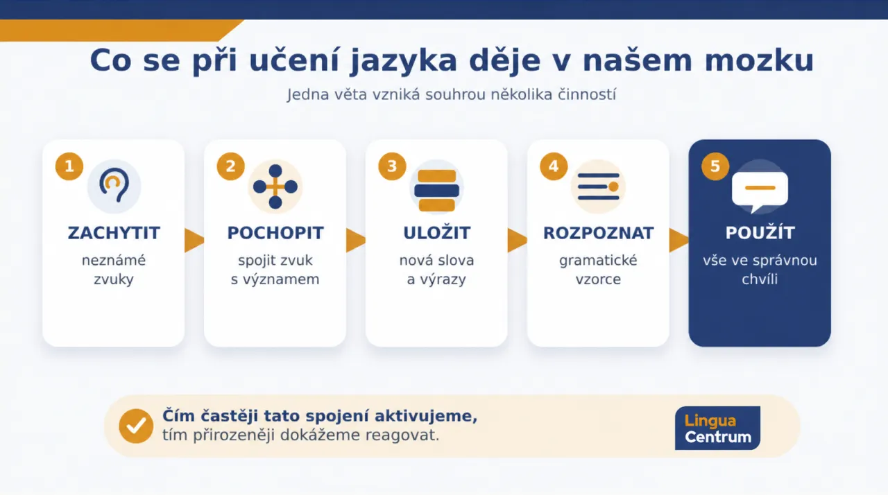 Co se při učení jazyka děje v našem mozku